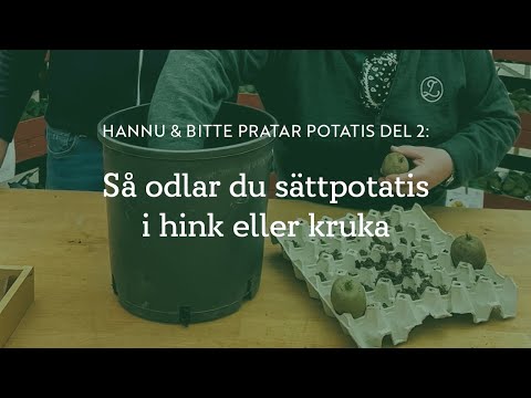Hannu och Bitte pratar potatis, del 2/3: Så odlar du sättpotatis i hink eller kruka