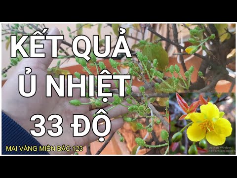 🔴 QBS2156 - KẾT QUẢ Ủ NHIỆT CÂY MAI VÀNG VỚI NHIỆT ĐỘ 33 ĐỘ || HƯỚNG DẪN Ủ NHIỆT MAI VÀNG NỞ KỊP TẾT