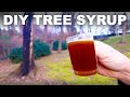 DIY Syrup From Trees Not Just Maples