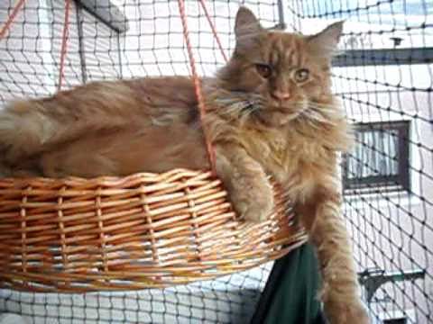 MAINE COON 4 scotty 7monate