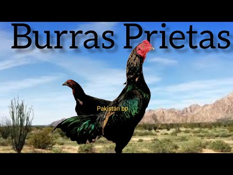 Burras Prietas, Eugenio Becerril, Sabanilla Guanajuato 🐣💯💯💯