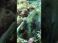 Kira-kira liveaboard