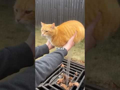 My Cat Broke The Laws of Physics... 🐈💨