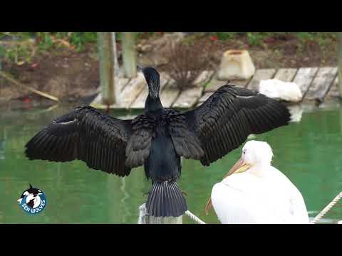 Phalacrocorax carbo