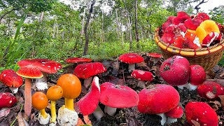 บานเต็มเลย!!เว้นวันเดียวเก็บเห็ดก่อแดงใหญ่เห็ดรวมหลายชนิดล้นต่าอีกแล้ว
