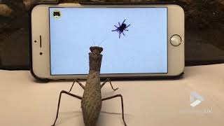 Viral Video UK: Praying mantis watching TV