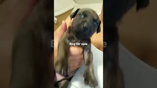 Bandog Puppies Videos