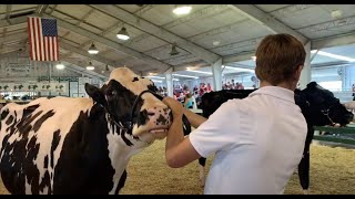 Johnson County Fair 2022 4-H Dairy and Gilt shows | Daily Journal
