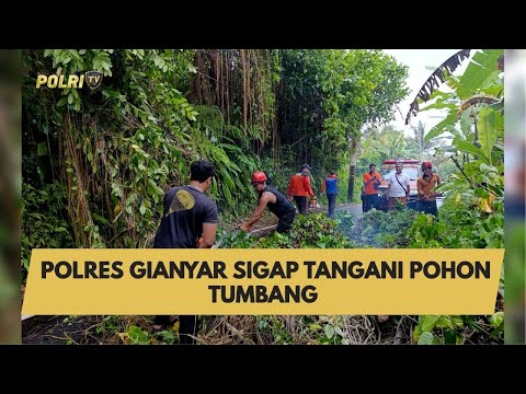 POLRES GIANYAR SIGAP TANGANI POHON TUMBANG