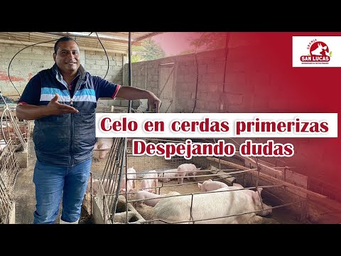 , title : '¿Mito o realidad? Conviene dejar pasar el PRIMER CELO EN CERDAS PRIMERIZAS | Granja San Lucas'