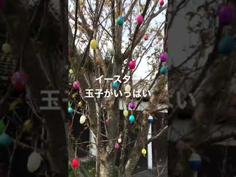 普通のイースタールゼイ 植物