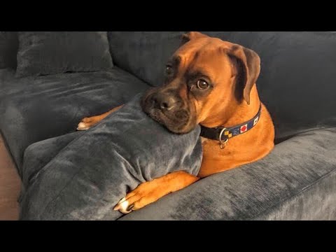 Ce chien est plus dramatique qu'une telenovela