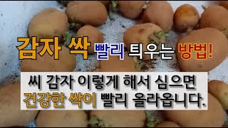 감자 싹 빨리 틔우는 방법! 씨 감자 이렇게 해서 심으면 건강한 싹이 빨리 올라옵니다. #주말농장 #감자 잘…