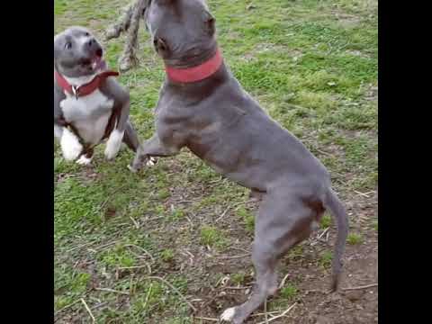 Bully pitbull spring pole workout