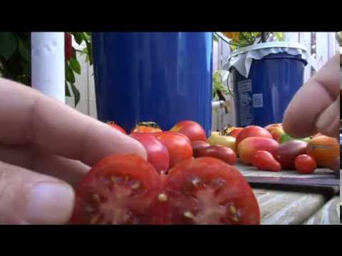 download lagu mp3 mp4 Calories In One Plum Tomato, download lagu Calories In One Plum Tomato gratis, unduh video klip Calories In One Plum Tomato
