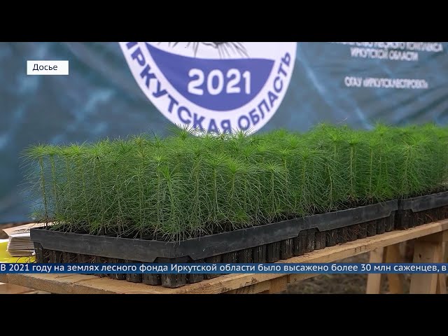 Приангарье в лидерах по восстановлению лесов