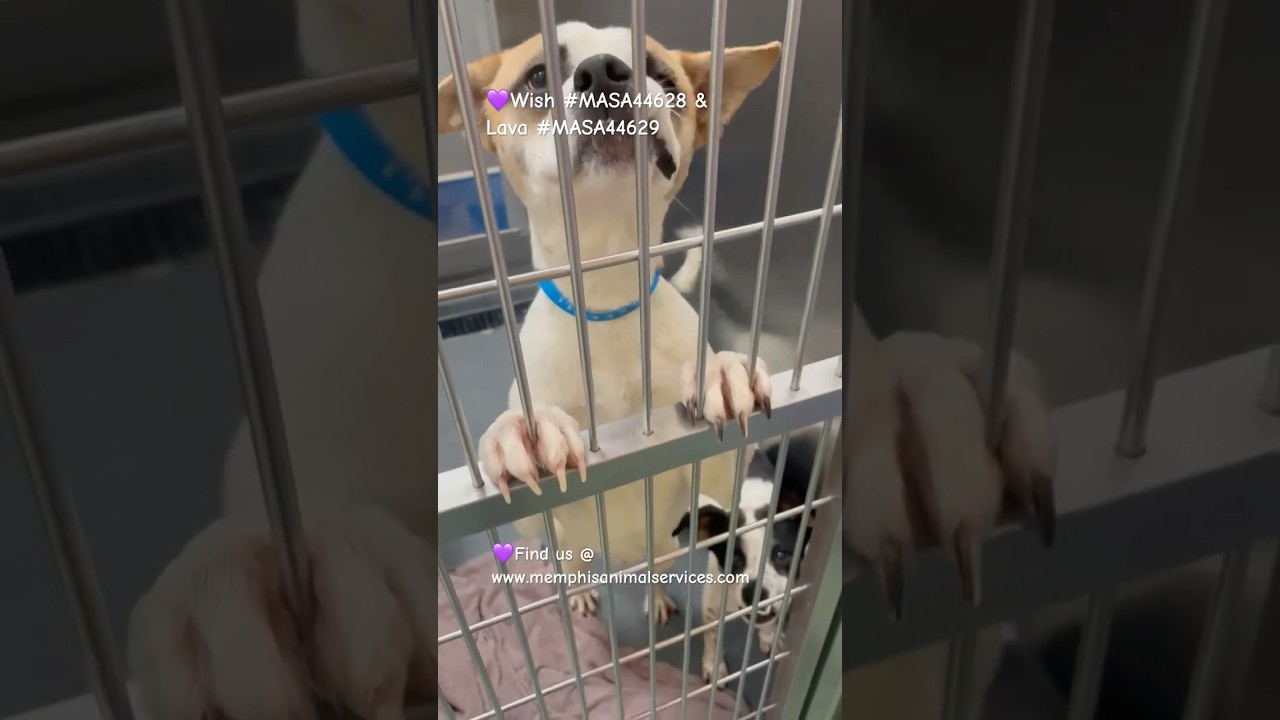 Enlarge Lilo (Formerly Wish), a Adoptable Mixed Breed in Bartlett, TN video 6/6