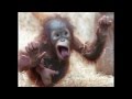 A Million Monkeys