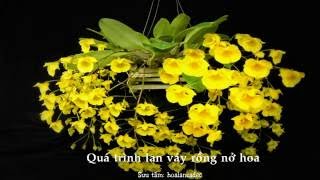 preview picture of video 'Lan hoàng thảo vảy rồng nở hoa (Dendrobium lindleyi hay Dendrobium aggregatum)'