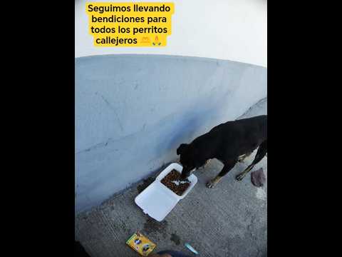 estamos en el municipio de Rovira Tolima llevando amor a los animales sin hogar. 🙏🫶 #ayudaanimal.