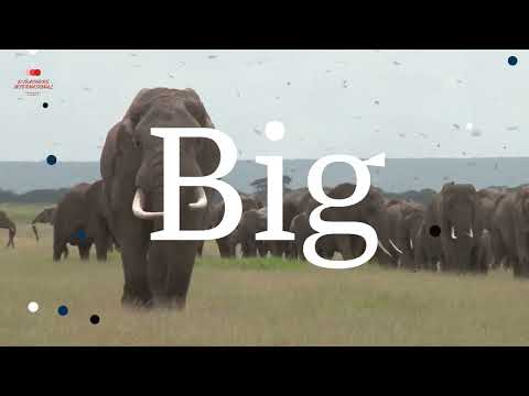 Let's learn about sizes | Elearning | Small - Big