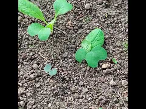 庭の幼虫を駆除するにはどうすればよいですか？何が彼らを惹きつけるのでしょうか？  庭園