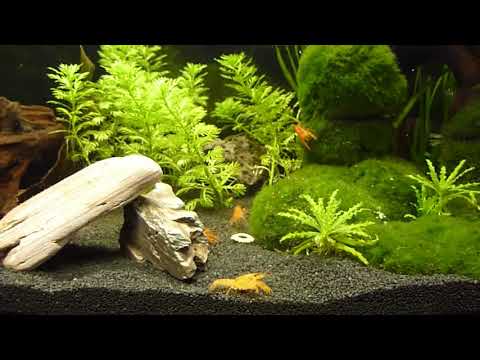 CPO Zwergrfusskrebse bei der Fütterung/ krebs Zucht