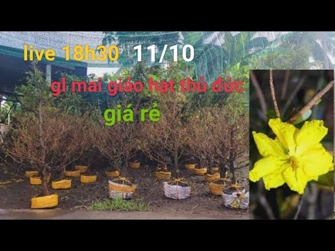 11/10/2023 em Vinh gl mai giảo hạt thủ đức giá rẻ cùng cô chú anh chị.  0969-689-471 sđt giao lưu