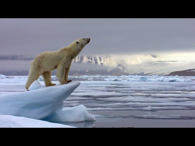 The Hunt: Trailer - BBC One