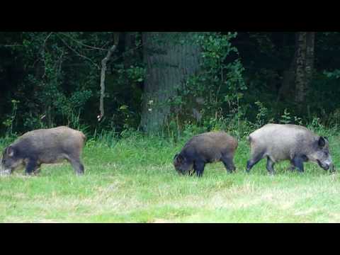 Krótko z lasu 5 - Dziki pod lasem