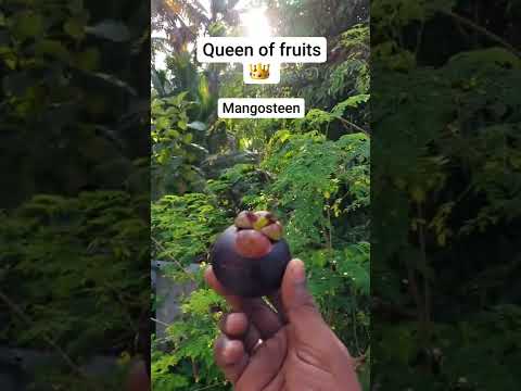 👑👸🏻Queen of fruit 💜