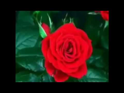 Urime fiter bajrami  2016