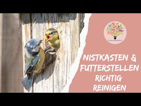 Nistkästen & Futterstellen reinigen: Die Winter-Routine für gesunde Vögel