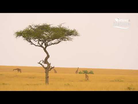 Speranța ambiental 3 -  Peace - piano instrumental music