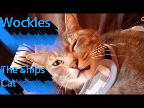 Wockles The Ships Cat