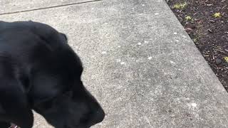 Watch For the first time guide dog Arabella and me in action!!!