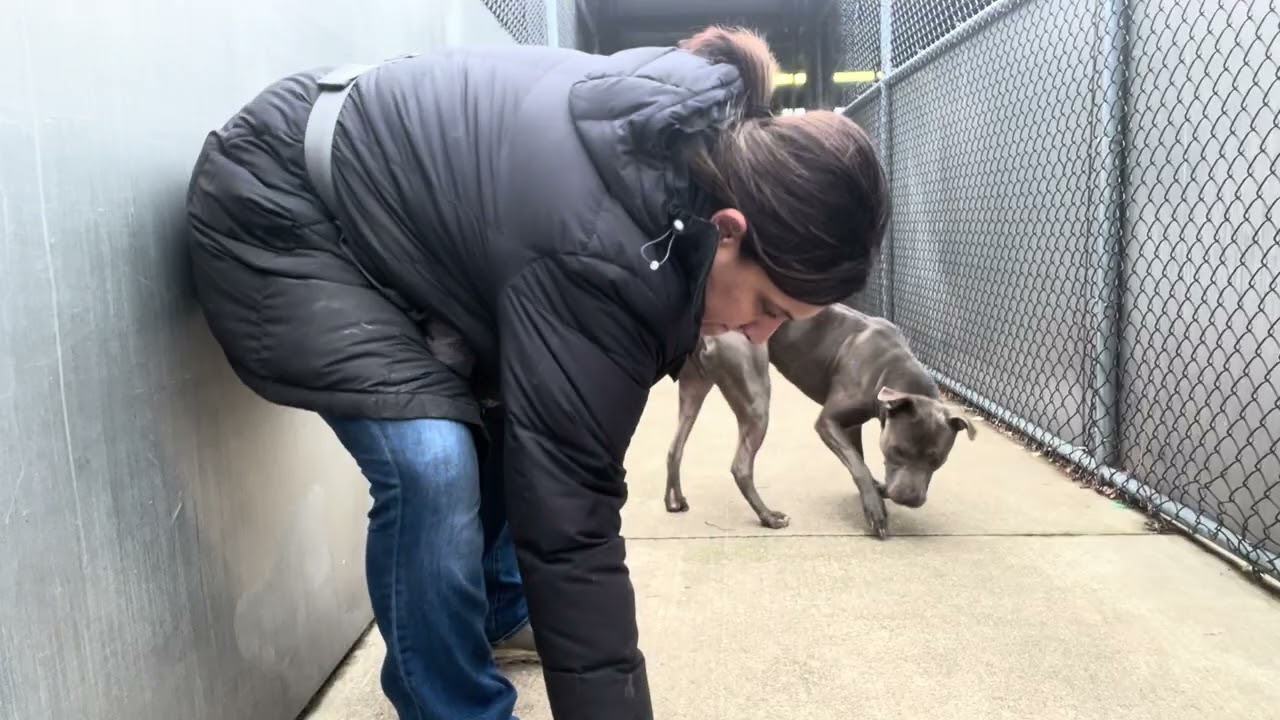 Nestor, a ADOPTABLE Pit Bull Terrier in Chicago, IL video 5/5