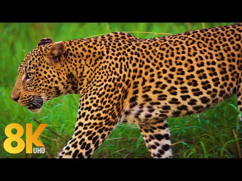 8K Rich Wildlife of Okavango River, Botswana - Cinematic Film about African Animals - Short Preview