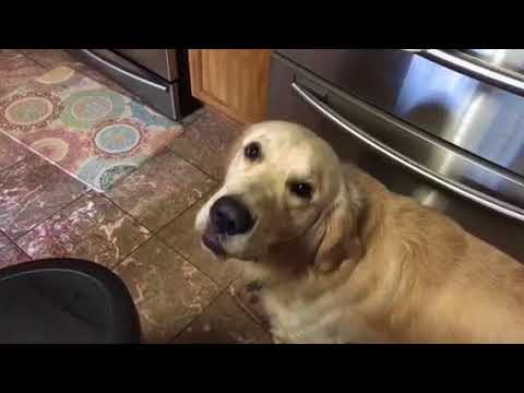 Badge howling at conch