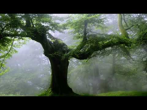 Akhlaqul Karimah Live Stream