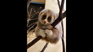 Download lagu Slow Loris | Cute But Deadly #shorts mp3 Download lagu Slow Loris | Cute But Deadly #shorts mp3