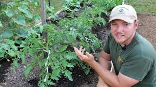 Tomato Gardening| How to prune and stake your tomato plants for optimal growth.