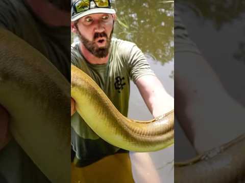 Das Geheimrezept beim Aalangeln? 🤯 #angeln #fishing #aal #aalangeln #outdoor #nachtangeln