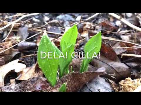 5 ätbara nyttiga ogräs perenner du kan skörda tidig vår i trädgården