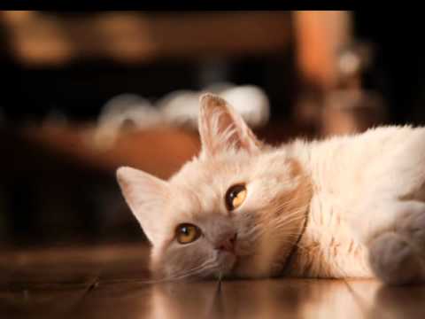 Springtime in Ireland