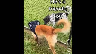 Video preview image #1 Mutt Puppy For Sale in Stevens Point, WI, USA