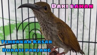 Download lagu Pijantung gunung gacor dor Tembakan  panjang mp3