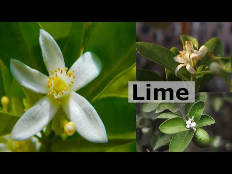 What Is The Best Health Benefits Provided by Lime Flower | True Lime/Common Lime/Sour Lime | Vlog-13