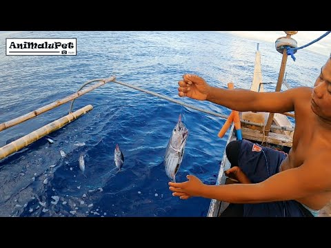 Surigao "Kitang" and "Undak" Fishing Catch many Tuna [Catch & Cook] Tuna Sardines Recipe