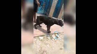 DOGS FOR SELL @ PETERSON KENNEL ABUJA WHATSAPP NUMBER +2348171096446